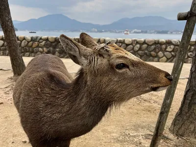Miyajima Pagoda