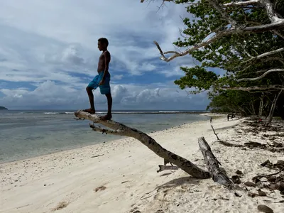 A person stands on a fallen tree over the beach.