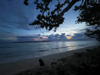 Dawn light breaks over the sea beneath a tree canopy.